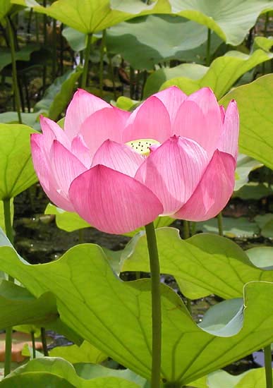 lotus02