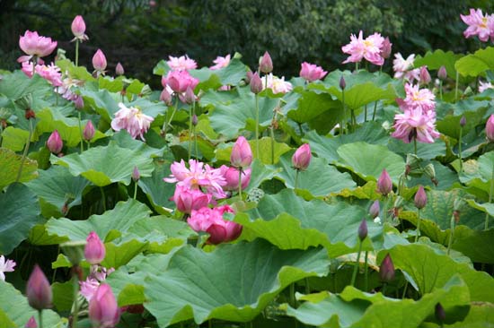 kajyuji_lotus09