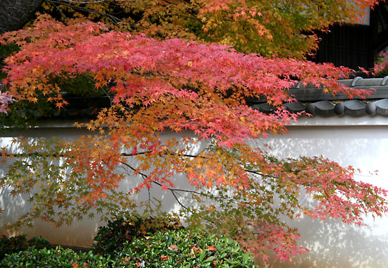 kyoto_autumn01