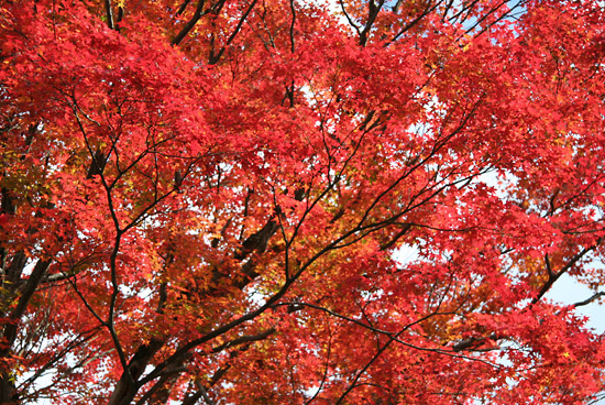 kyoto_autumn05