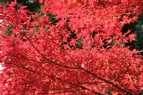 kyoto_autumn08
