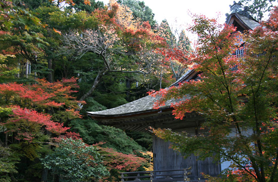 kyoto_autumn11