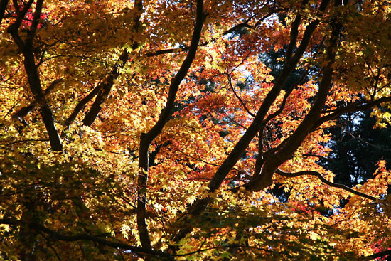 kyoto_autumn12