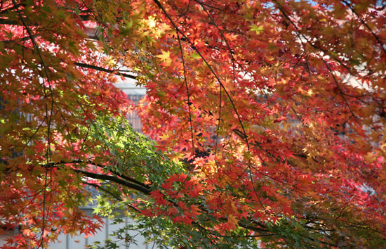 kyoto_autumn15
