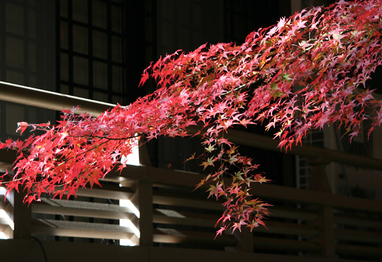 kyoto_autumn16