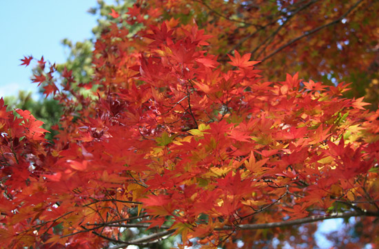 kyoto_autumn17