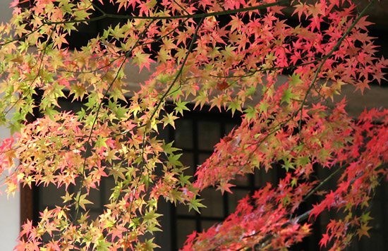 kyoto_autumn18