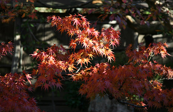 kyoto_autumn20