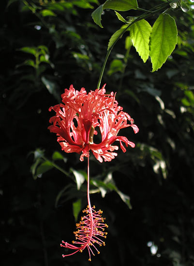 botanical08