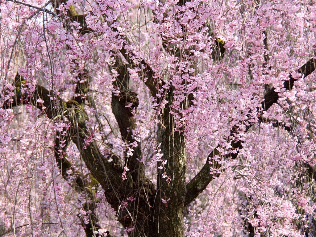 京都御苑 二条城の桜