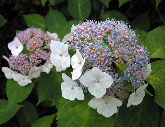 hydrangea15