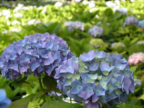 hydrangea17