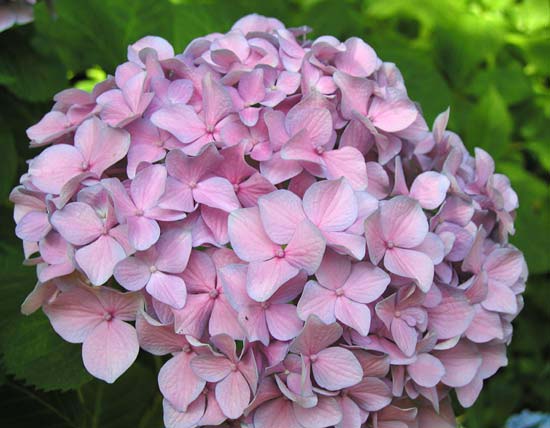 hydrangea19