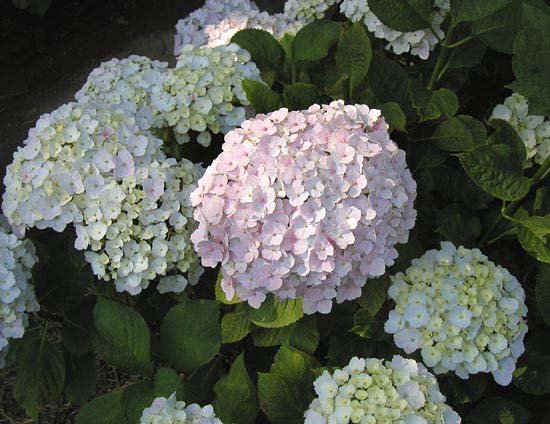 hydrangea21