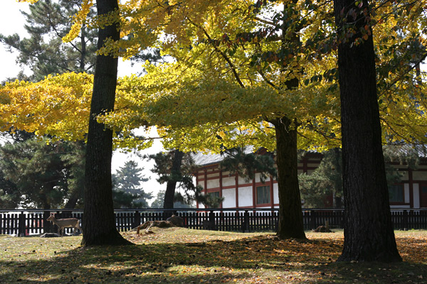 narakoen_autumn01