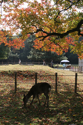 narakoen_autumn04