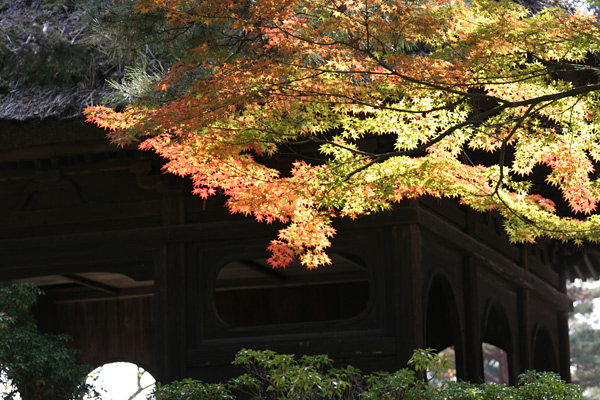 narakoen_autumn06