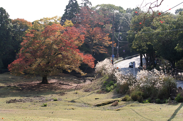 narakoen_autumn09