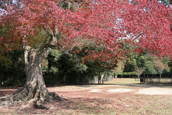 narakoen_autumn11