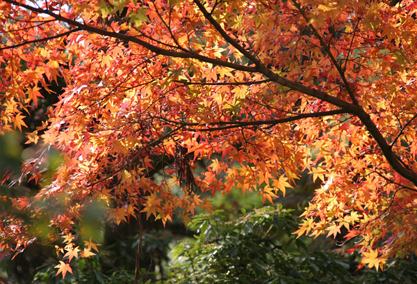 narakoen_autumn13