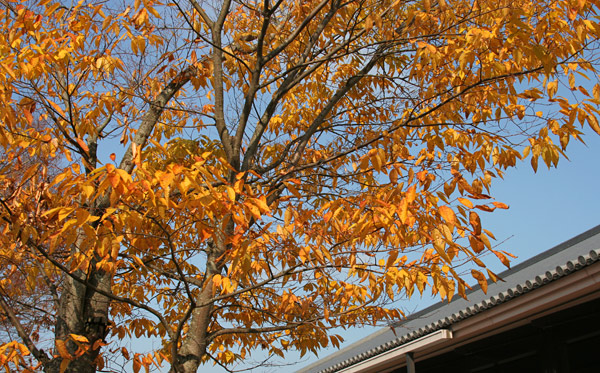 narakoen_autumn14