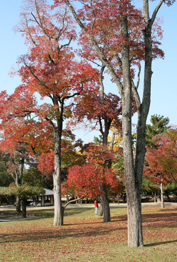 narakoen_autumn15