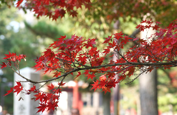 narakoen_autumn19