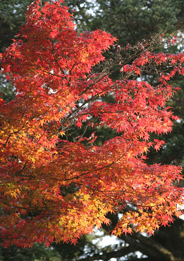 narakoen_autumn24