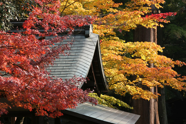 narakoen_autumn25