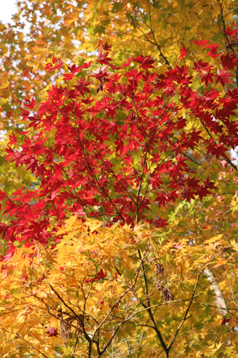 narakoen_autumn26