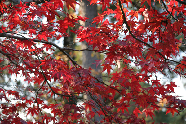 narakoen_autumn34