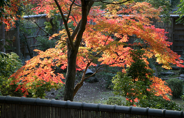 narakoen_autumn35