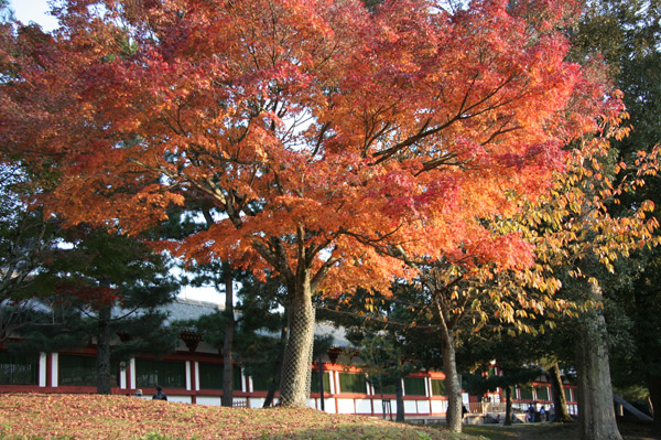 narakoen_autumn36