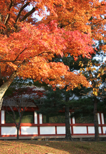 narakoen_autumn37