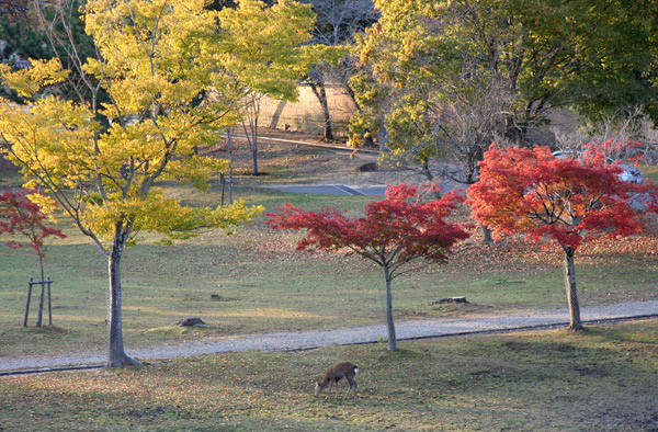 narakoen_autumn39