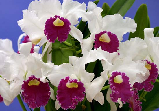 orchid2004_12