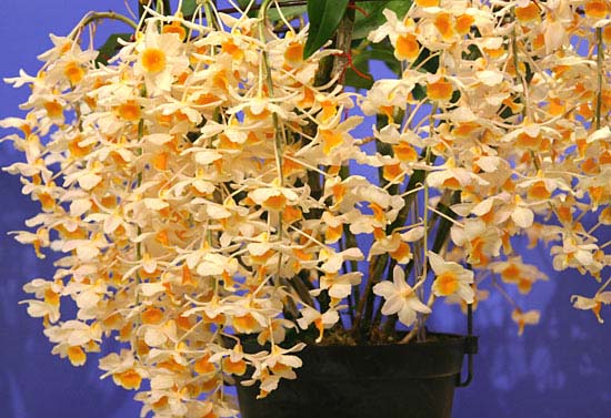 orchid2004_17