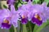 orchid_tokyo2006009